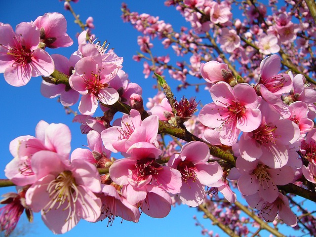 fiori di pesco