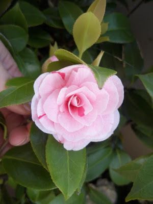 piante