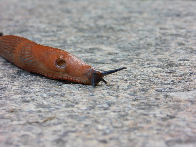 animali