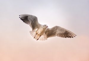 uccello